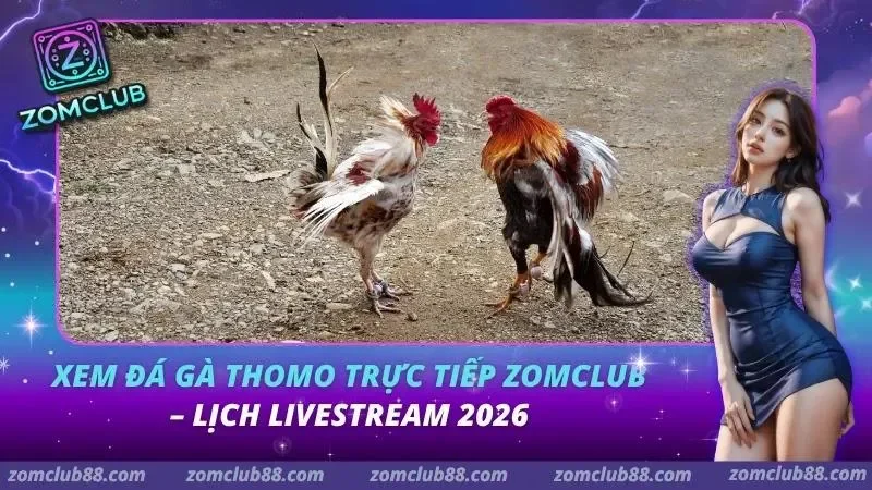 Xem Đá Gà Thomo Trực Tiếp ZomClub - Lịch & Cách Xem 2026 3 Xem Đá Gà Thomo Trực Tiếp ZomClub